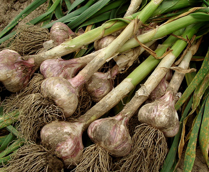 garlics